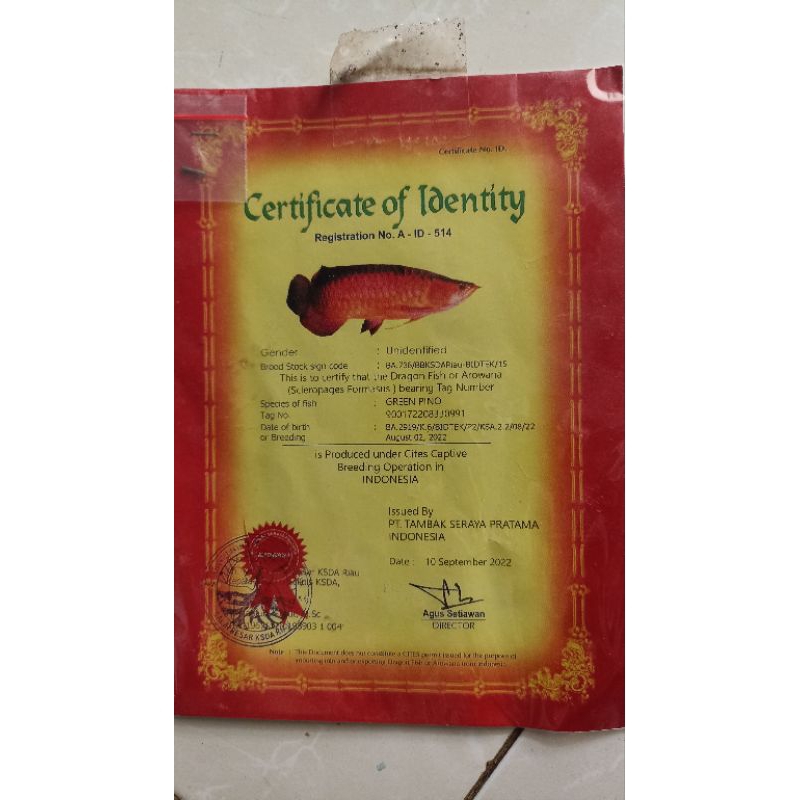 sertifikat dan chip ikan arwana golden pino