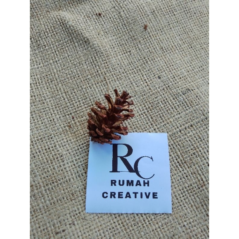 BUNGA PINUS KERING KECIL / PINE CONE