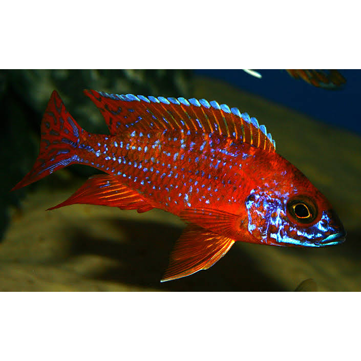 Red rubin african cichlid 13cm