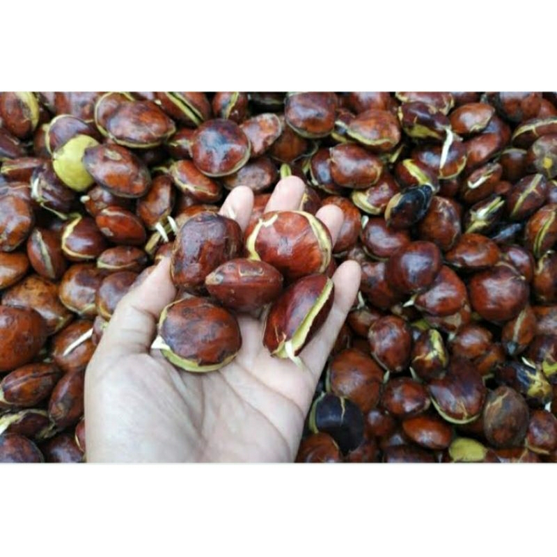 

jengkol tua super 1kg