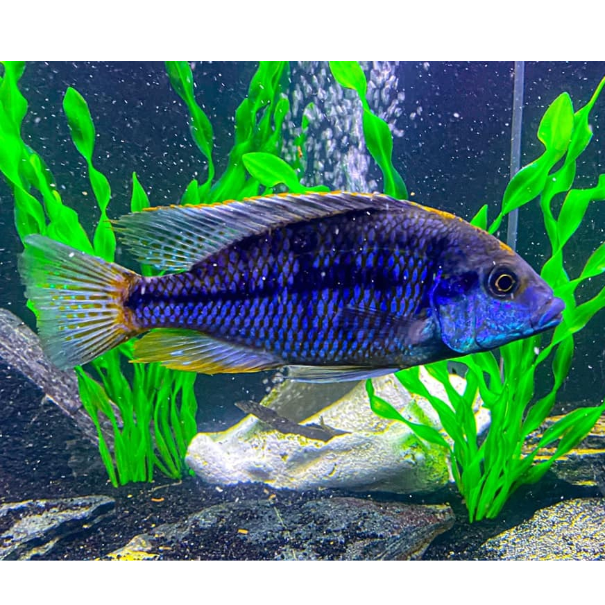 Mararock african cichlid 13cm