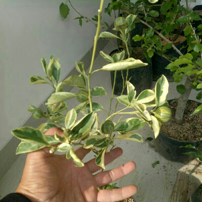 bibit lemon cui varigata berbuah