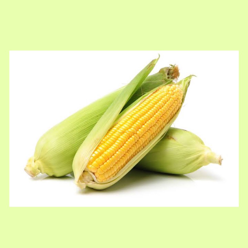 

Jagung manis fresh / corn fresh