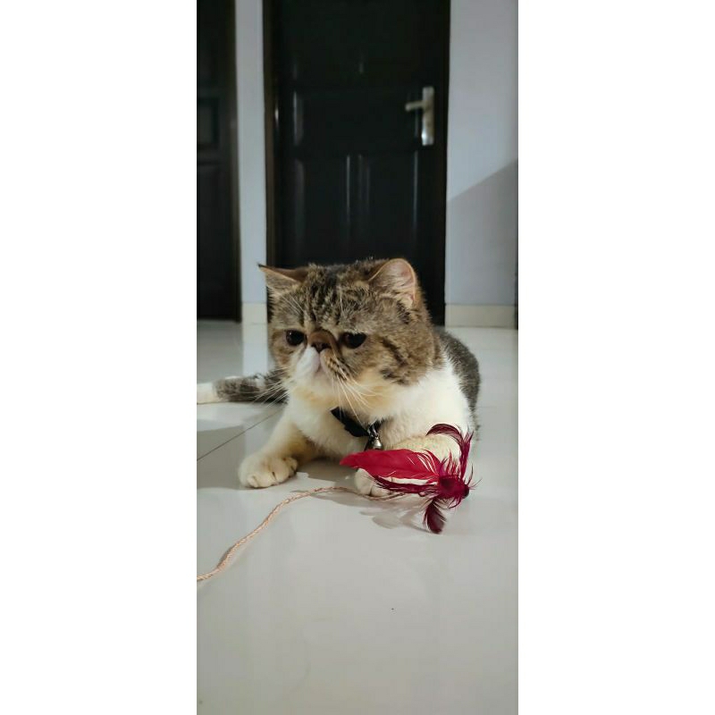 Exotic Shorthair Garfield (Peaknose) - Jantan