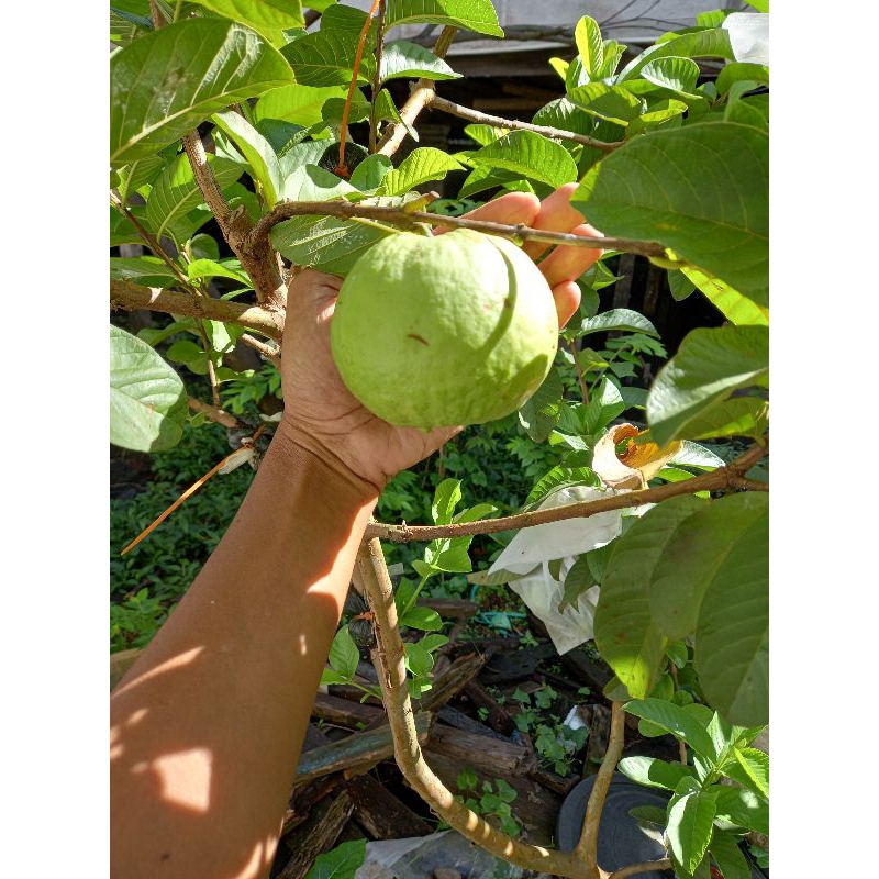 bibit jambu kristal putih