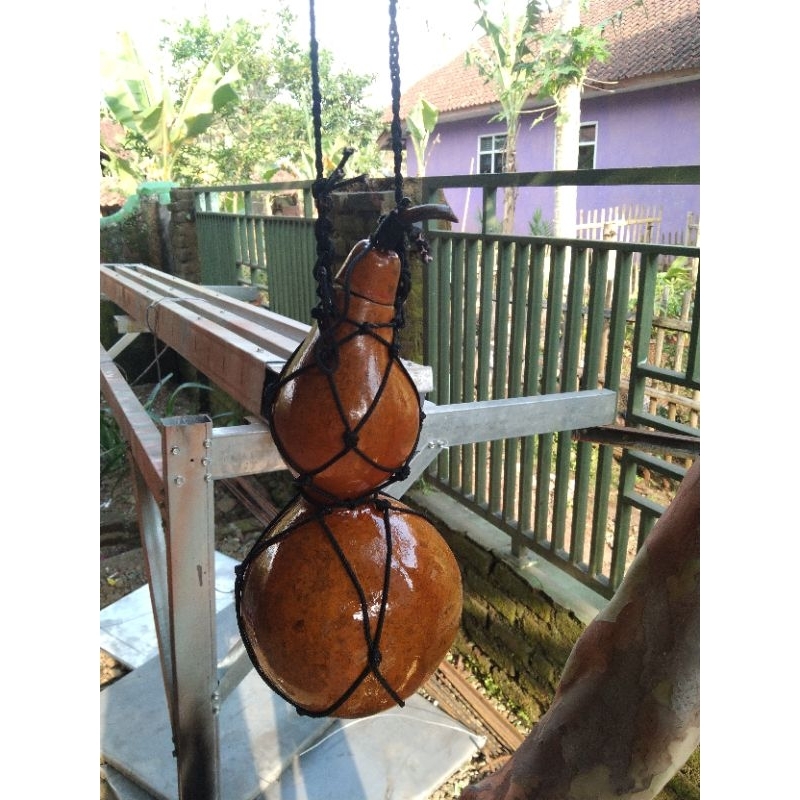 labu botol kering / kukuk / botol kempis dari labu kering