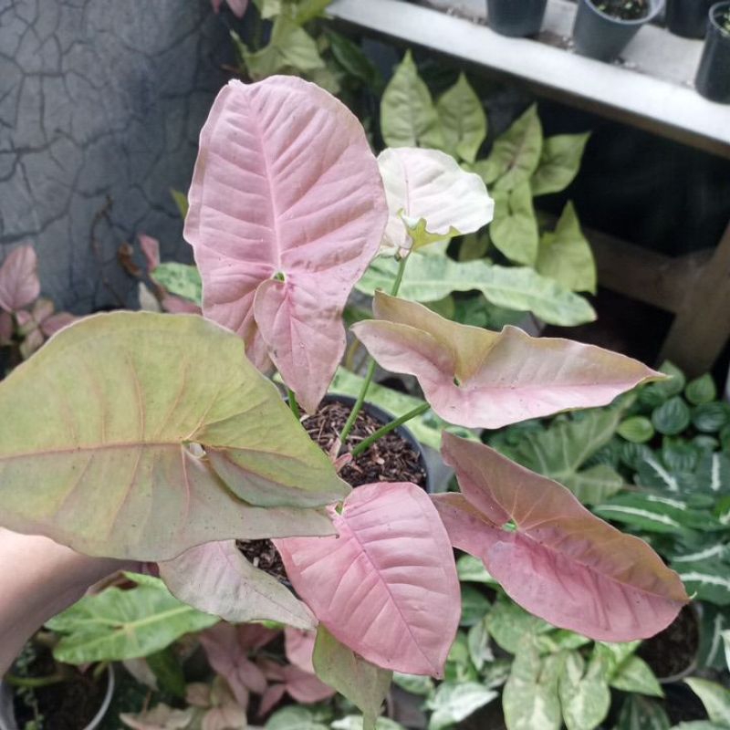 SYNGONIUM PINK NEON ROBUSTA