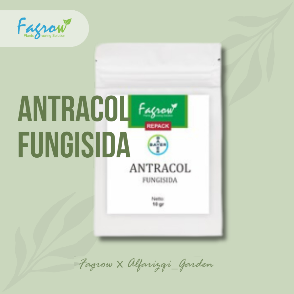 Antracol Fungisida