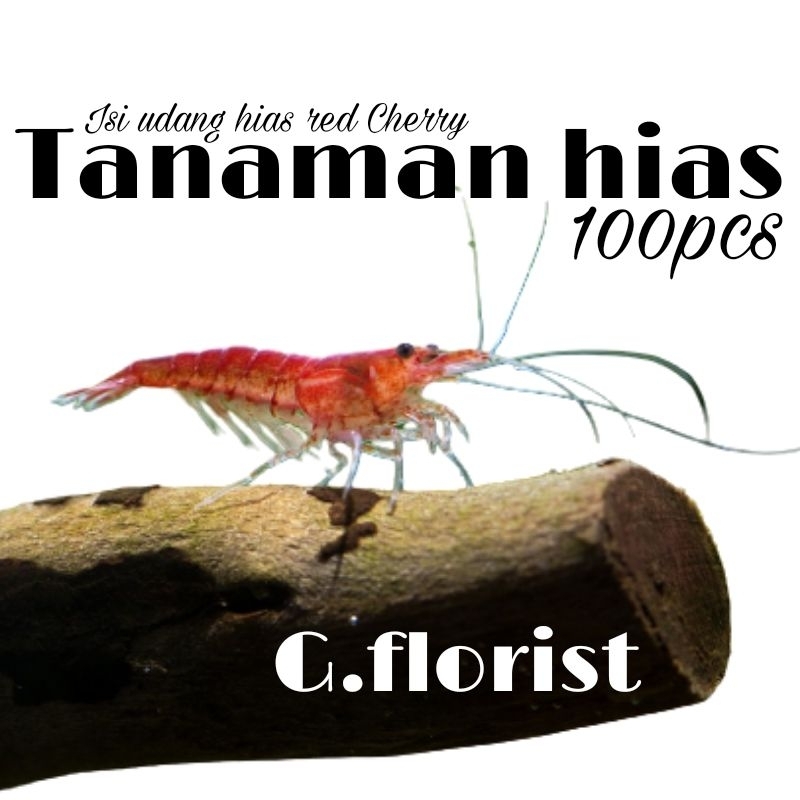 paket RCS isi 100pcs hiasan aquarium udang hias