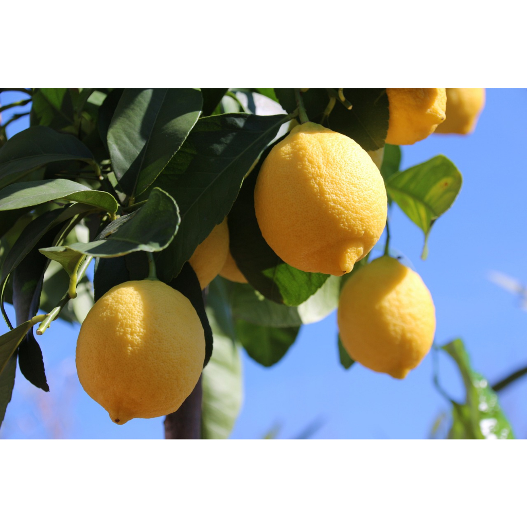 Jeruk Lemon Import: Kelezatan Asam Segar untuk Kebunmu