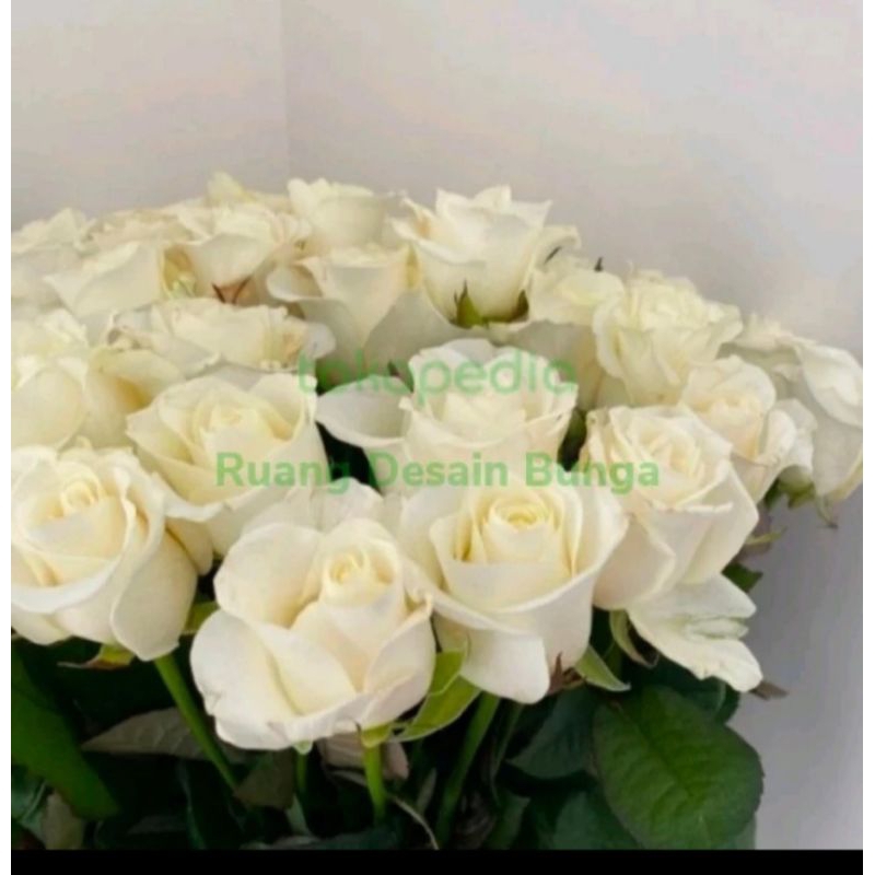 Mawar putih fresh 20 tangkai
