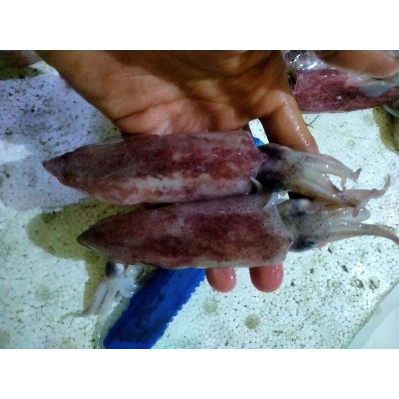 

Cumi Sero Seafood Segar Fresh Frozen 1Kg BERGARANSI