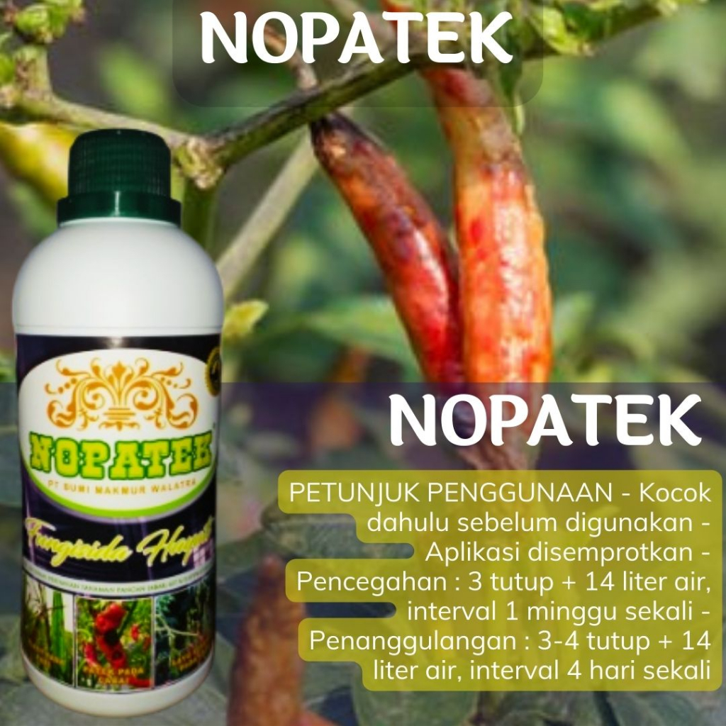 nopatek pupuk cabe NOPATEK Fungisida Hayati Obat Hama Patek Cabe