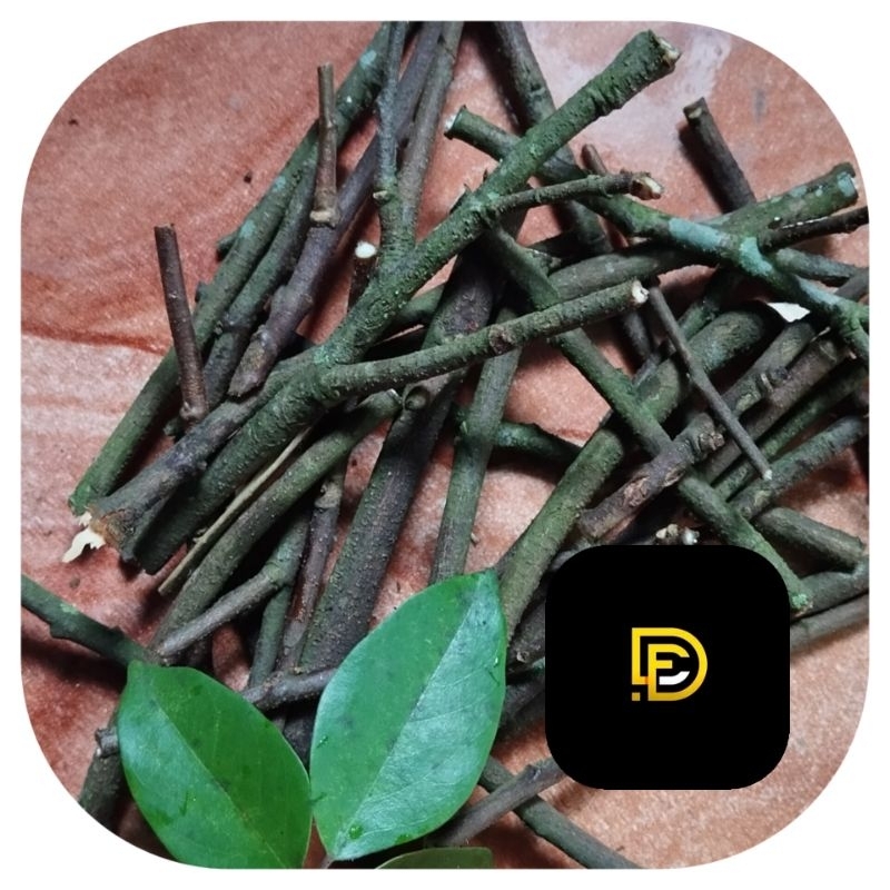 

Batang belimbing manis ranting belimbing manis-az