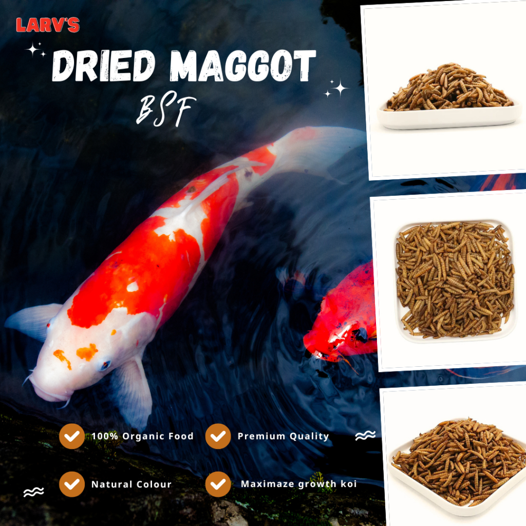 Larva Maggot Kering Premium LARVS Insect Protein Dried Maggot BSF
