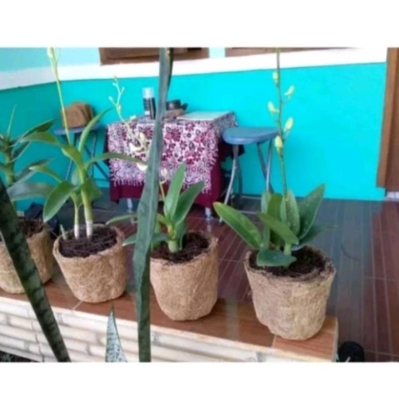pot semai bibit anggrek sedling keki anggrek