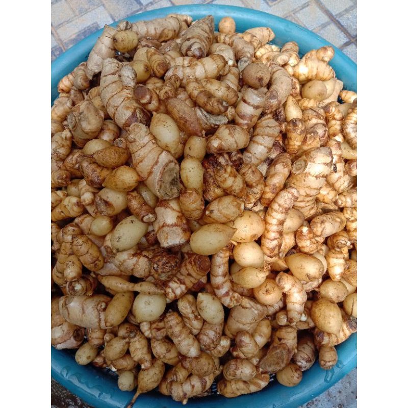 

Temu giring segar herbal 1 kg