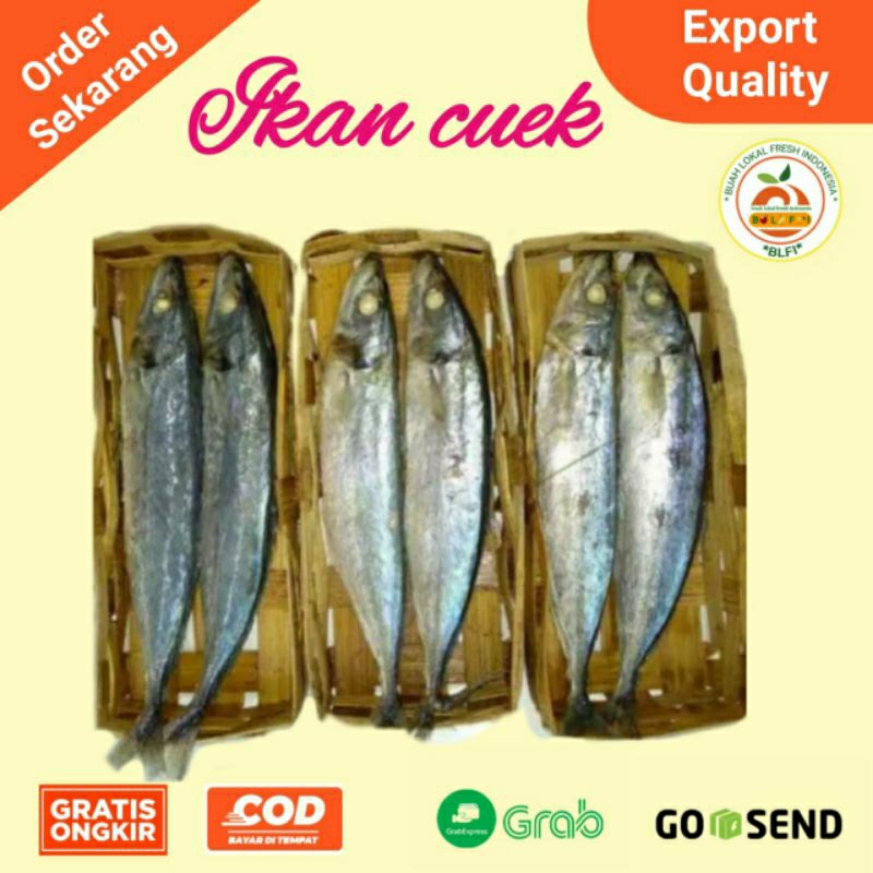 

IKAN CUEK KRANJANG ISI 2 EKOR