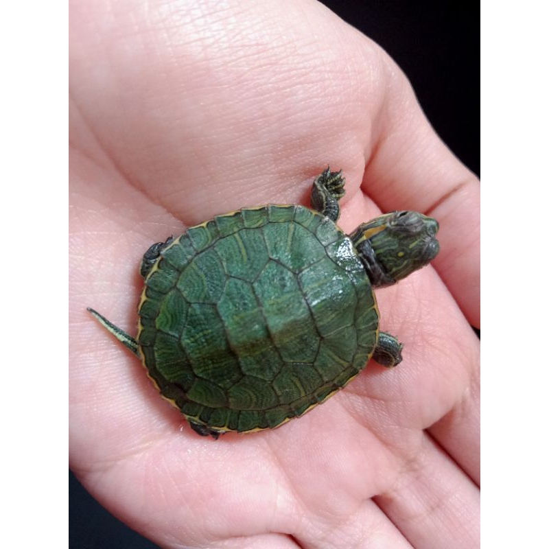 Kura-kura Baby Brazil
