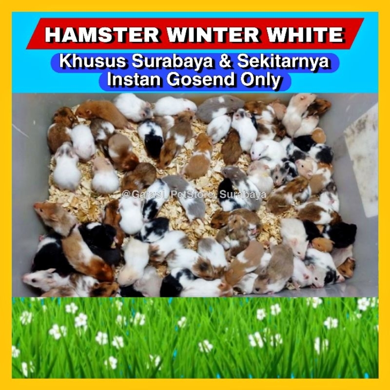 GPSS- Hamster Winter White Jinak Lucu Imut Khusus Surabaya &amp; Sekitarnya Gosend Hamster Syrian Campbel Roborovski