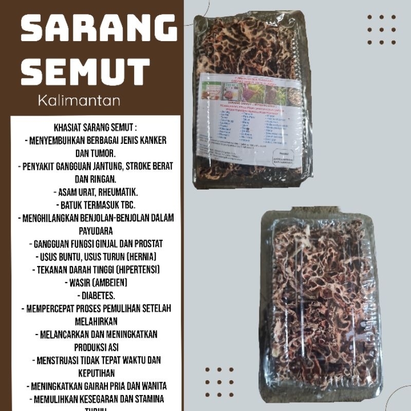 

sarang samut herbal sarang samut kalimantan