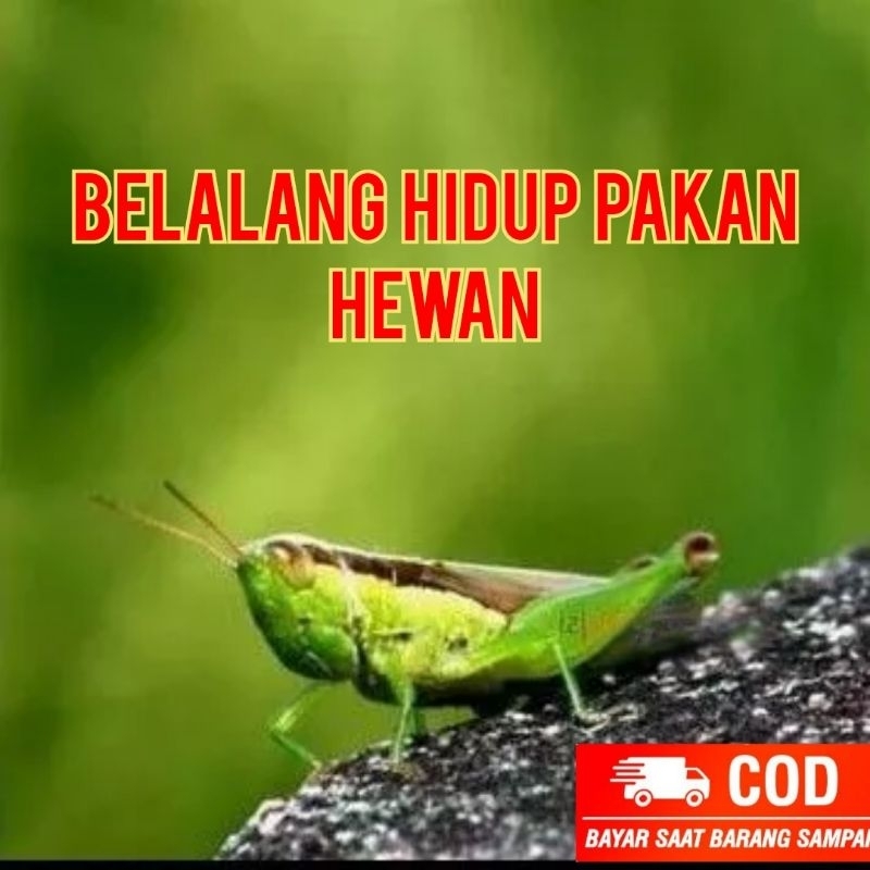 150 pc walang belalang hidup pakan burung.pakan hewan belalang super