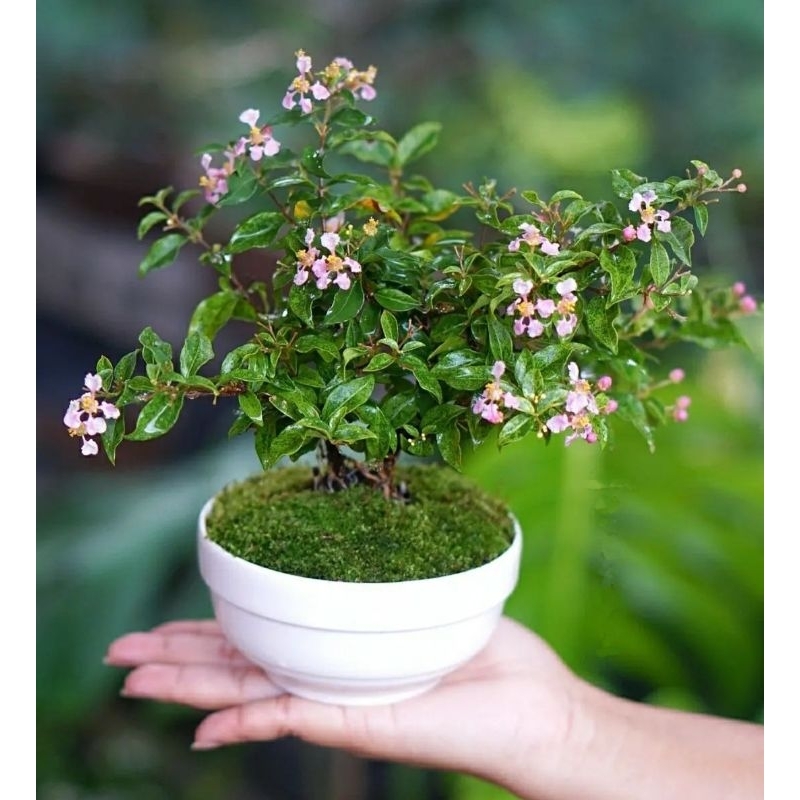 Bonsai Mame Sakura Micro Bahan Karakter Unggulan Batang kuat sudah siap berbunga Plus pot plastik pu