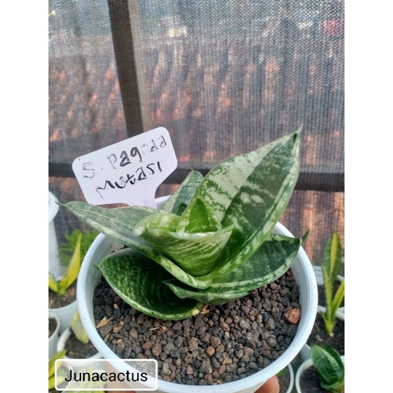 Sansevieria Pagoda Mutasi