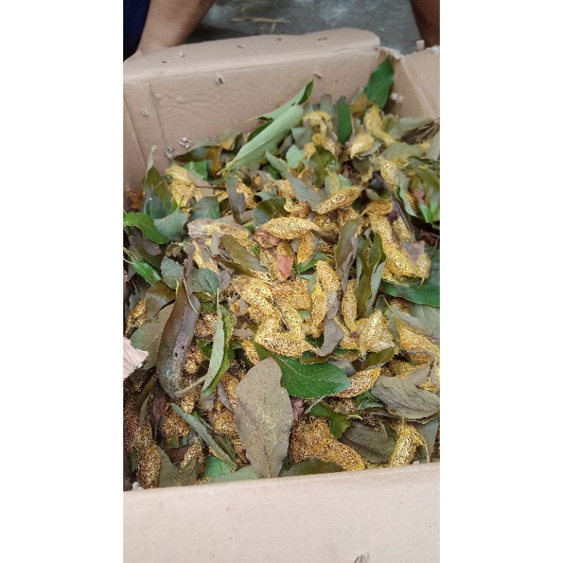 kepompong alpukat ( isi 10pcs ) umpan gacor ikan bawal harian atau galatama