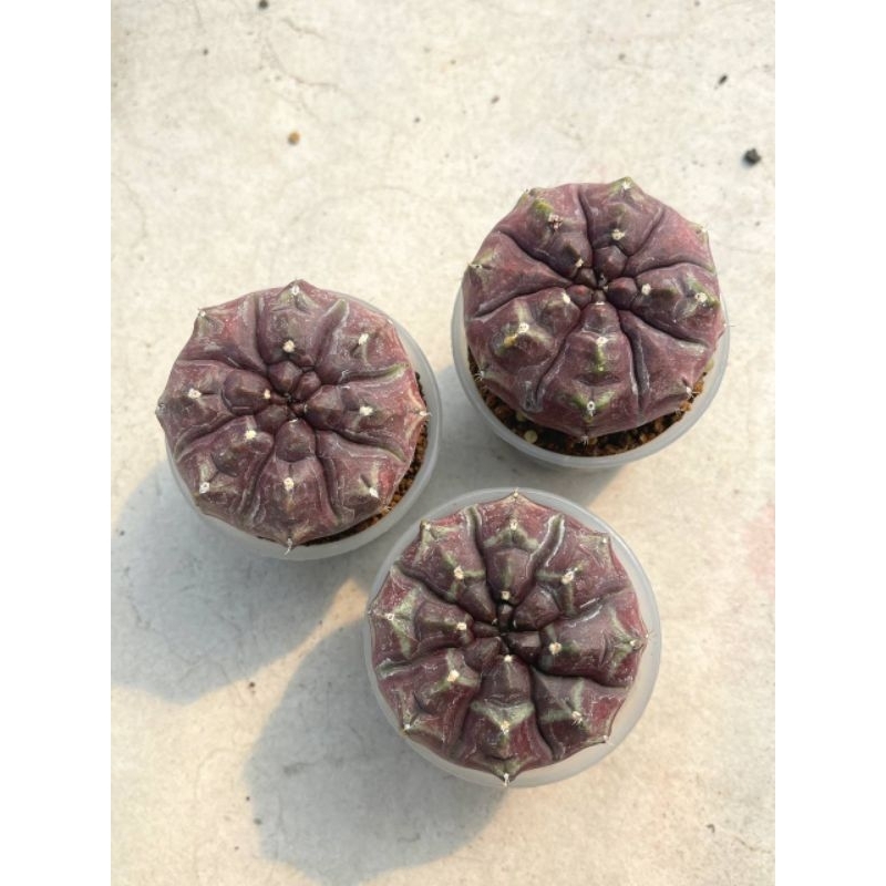 Kaktus Gymno Daydream size indukan bawa anakan