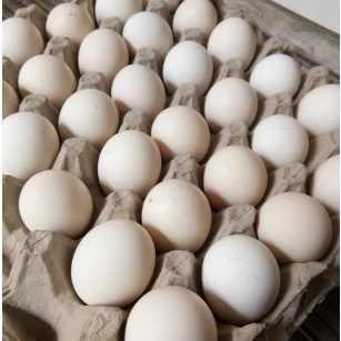 

Telur angs4 fresh