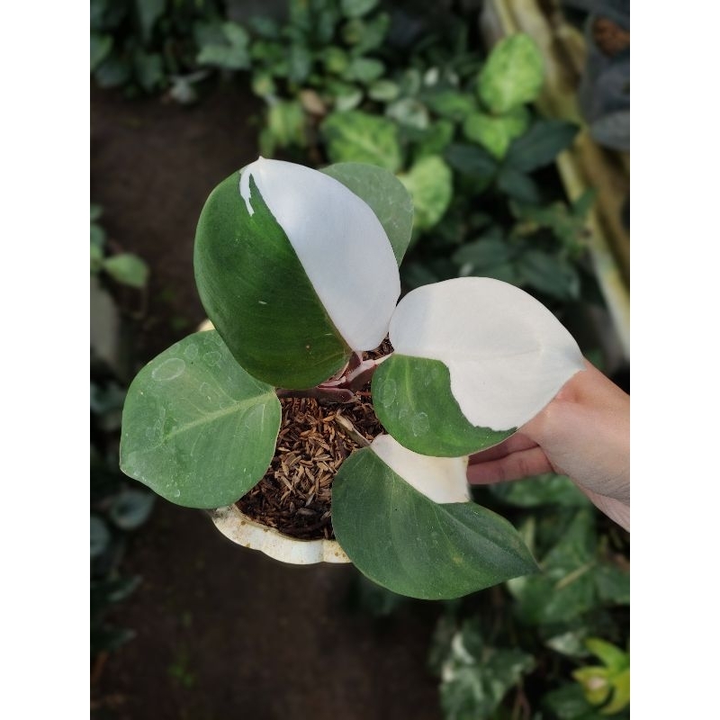 Philodendron White Knight