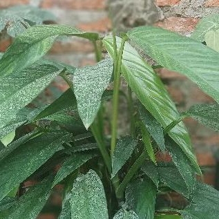 Epipremnum Amplisimum