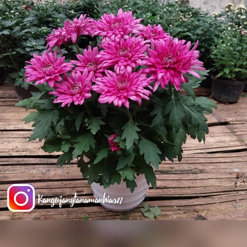 Tanaman Hidup Bunga krisan aster ( SUDAH BERBUNGA BUKAN BERUPA BIBIT )