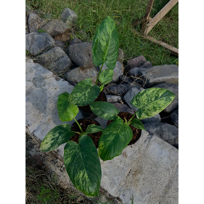 homalomena variegata