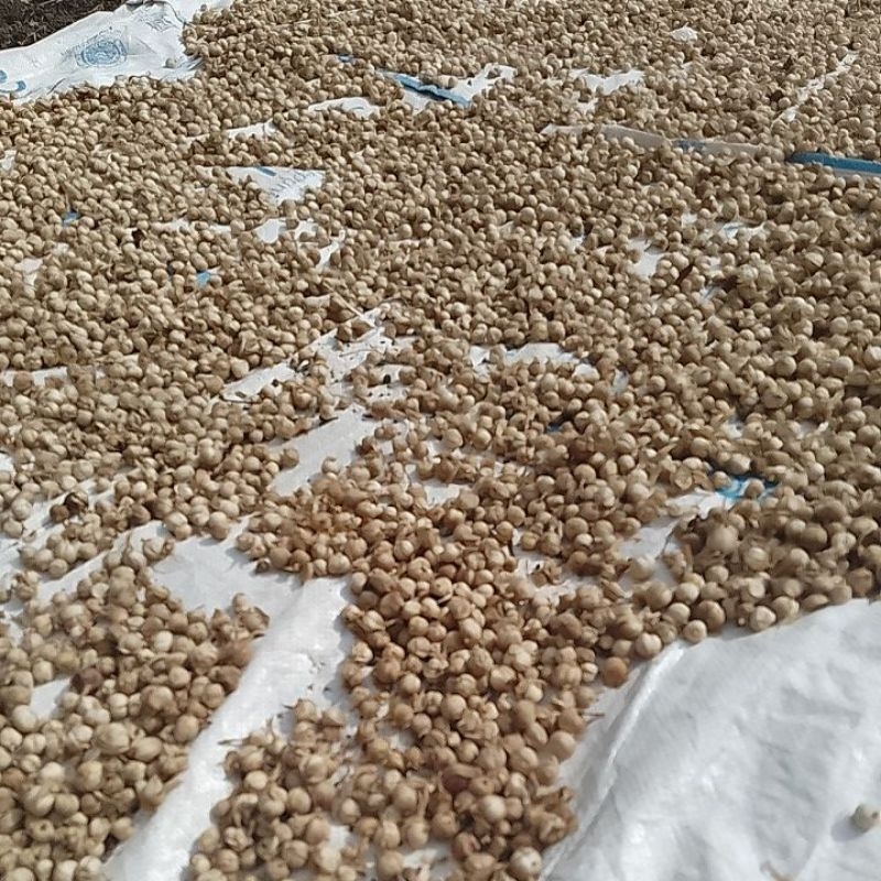

kapulaga kering 10gram