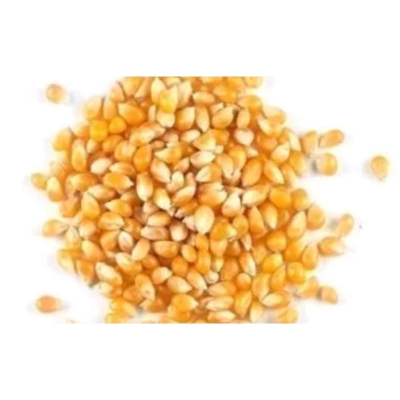 Jagung Mentah Popcorn 500 gr