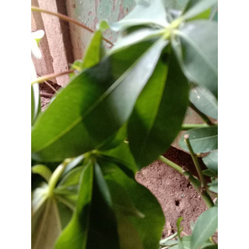 

Daun randu (kapuk) segar herbal 250 gr
