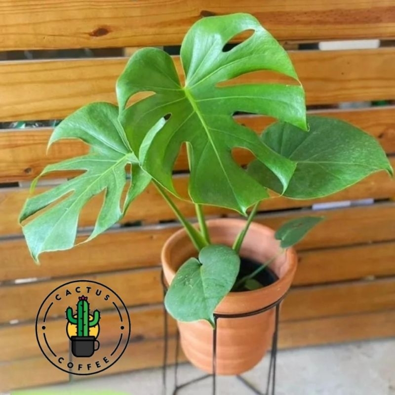 Tanaman Hias Monstera Deliciosa - Tanaman Monstera Deliciosa - Tanaman Hias Hidup Monstera Deliciosa