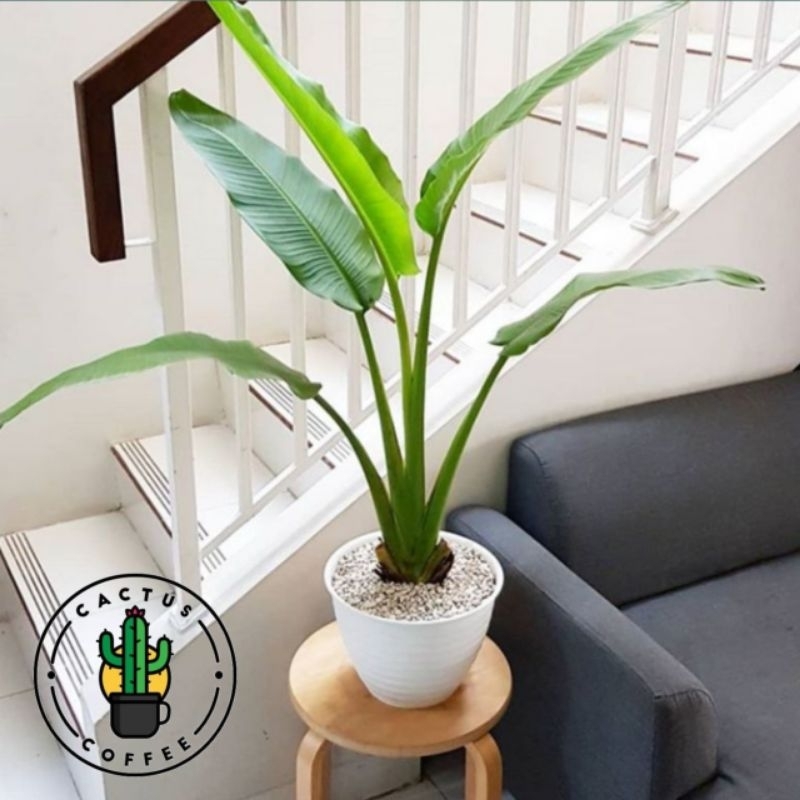PROMO Tanaman Hias Pisang Kipas Tanaman Indoor Pisang Kipas / Pohon Pisang Kipas Tanaman Hidup Pisan