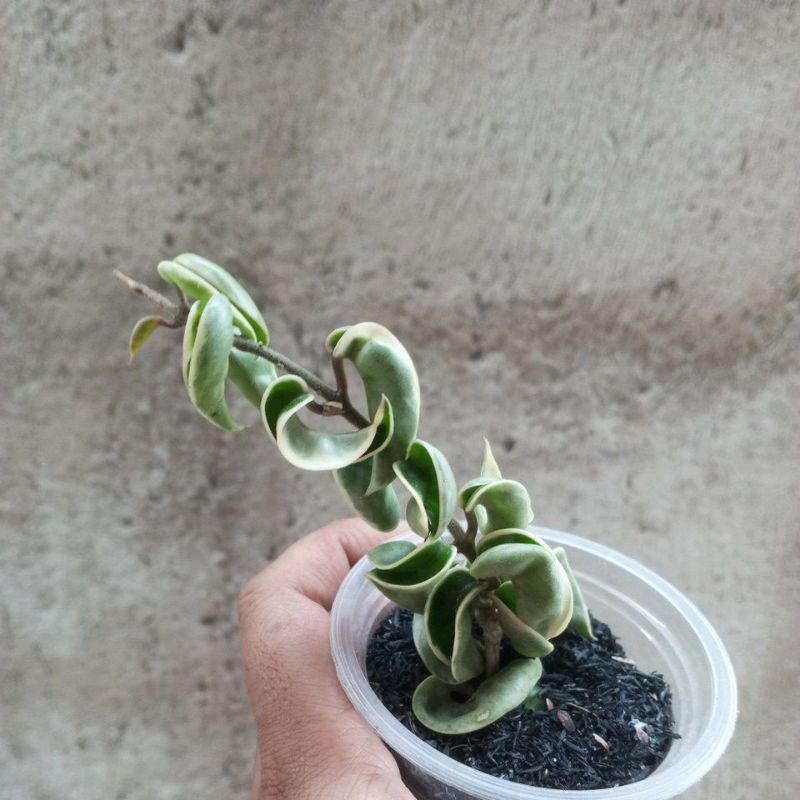 tanaman hias paket hoya compacta