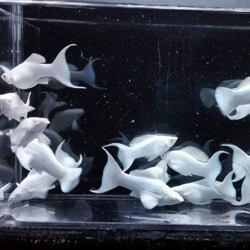 ikan molly balon platinum cawang