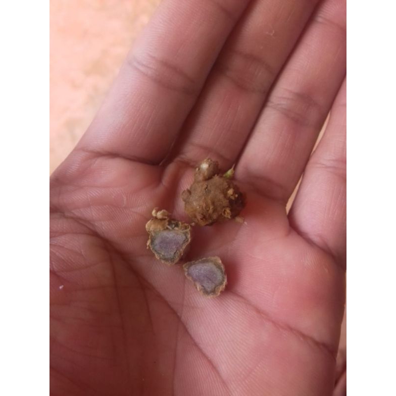 rimpang kencur hitam umbi hitam