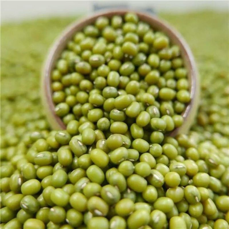 

Kacang Hijau Mung beans kualitas premium