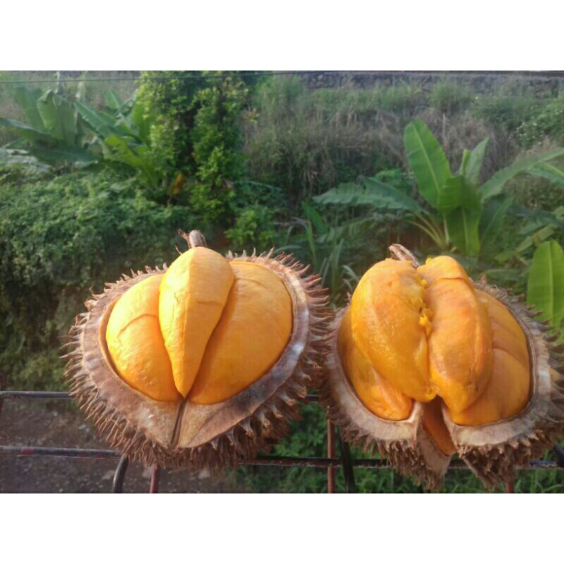 

DURIAN LAY KALIMANTAN