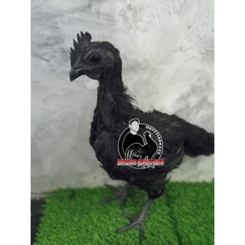 Anakan Ayam Cemani Lidah hitam super usia 3 bulan