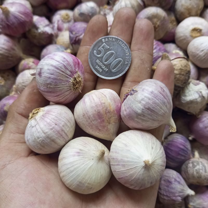 

Bawang Putih Tunggal JUMBO BADAK 1 KG