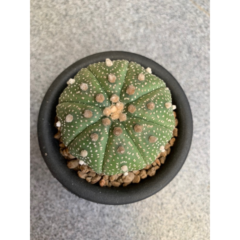 Kaktus Astrophytum asterias