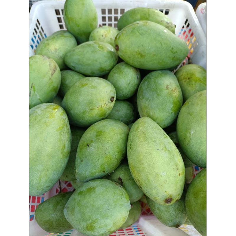 

Mangga Harum manis