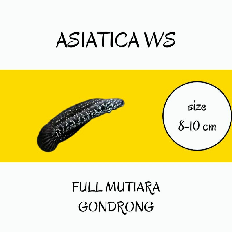 super obral asiatica ws pure 8-10 cm gondrong Mutiara full grade a+